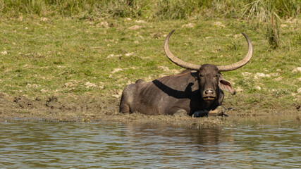 Wall Mural - A selective focus image of a wild water buffalo siting inside water at a wild life sanctuary in Assam India on 7 December 2016