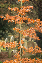 Young Beech Tree In The Winter In A Cemetery In England, UK. These Trees Keep Their Leaves All Winter And Add Beauty To The Environment. This Phenomenon Is Called Marcescence.