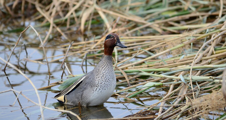 A Green Winged Teal in a natural fresh water lake.