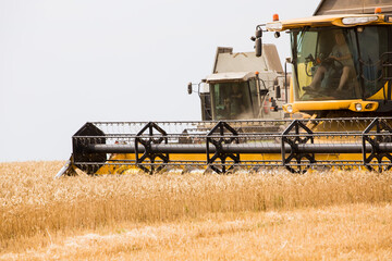 harvesting wheat at an agricultural enterprise