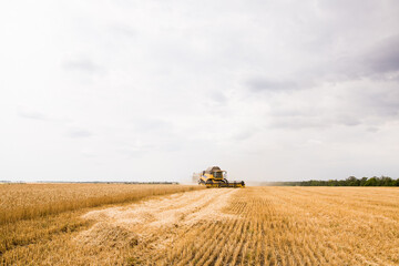 harvesting wheat at an agricultural enterprise