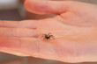 An active common house spider crawling on a persons hand