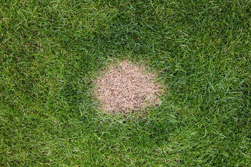 A brown spot or dead patch of grass caused by excessive nitrogen in dog urine