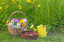 Summer Gardening Concept. Old Wicker Basket With Bunch Of Wildflowers, Basket With Ripe Berries And Watering Can On Green Meadow