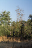 Fototapeta  - las drzewa natura krajobraz widok