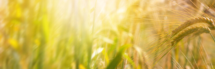 Sticker - Rural landscape, banner - wheat ears in the rays of the summer sun, closeup with space for text