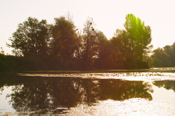 Wall Mural - Panoramic view of the swamp at sunset in autumn