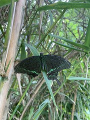 Canvas Print - Papillon à Kuang Si, Laos