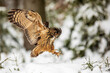 Eurasian eagle-owl (Bubo bubo) landed in the snow in the forest