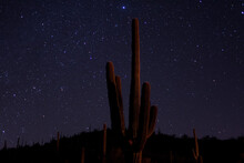 Desert Saguaro Cactus On A Starry Night