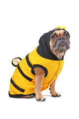 Wall Mural - French Bulldog wearing Halloween bee dog costume isolated on white background