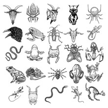 Animals Set. Reptile Frog, Toad, Lizard Skeleton And Snake, Spider, Fly, Cockroach Insect, Crow, Raven Bird, Goat Or Sheep Skull, Iguana. Magic Animal Elements Set. Witchcraft Spell Symbols. Vector.