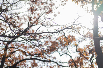 Wall Mural - Yellow and orange leaves, autumn season with sky in the background