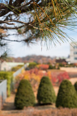 Canvas Print - Pine tree branch, with blurred image of building in the background