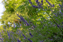 Lavender Flowers In The Garden