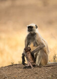 Fototapeta Konie - Gray Langur guarding her child, Ranthambore National Park
