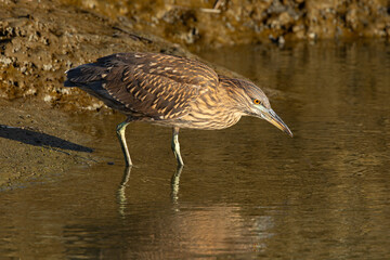 Canvas Print - Very young black-crowned night heron in beautiful light , seen in the wild in North California