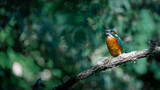 Fototapeta Zwierzęta - red headed woodpecker