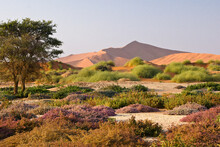 Sand Dunes And Wildflowers At Sossusvlei, Namib-Naukluft Park, Namibia
