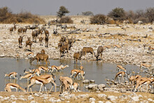 Springboks And Greater Kudus Drinking At Waterhole, Okaukuejo, Etosha National Park, Namibia