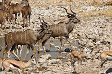 Greater Kudus And Springboks At Waterhole, Okaukuejo, Etosha National Park, Namibia