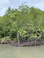 Sticker - Mangrove à Koh Lanta, Thaïlande