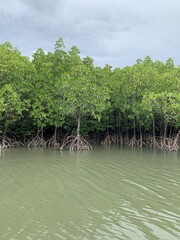 Sticker - Mangrove à Koh Lanta, Thaïlande