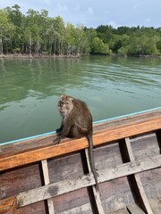 Wall Mural - Singe sur un bateau à Koh Lanta, Thaïlande