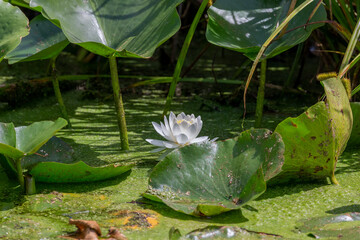 Poster - Water lilies on an overgrown lake