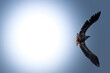 Drapieżny Bielik Haliaaetus albicilla w słońcu, duży ptak drapieżny w powietrzu