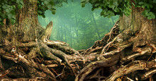 Frame Of Two Trees And Old Massive Interlaced Crooked Roots In Forest