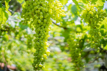 green grapes on a vine close up