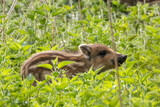 Mały dzik euroazjatycji (Sus scrofa) w pokrzywach, dzikie zwierzę na łonie natury w rezerwacie przyrody, zielone pokrzywy