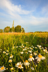 Wall Mural - Wildflowers close-up. Panoramic view of the blooming chamomile field. Floral pattern. Latvia. Environmental conservation, gardening, alternative medicine, eco tourism