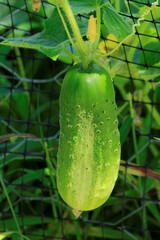 Cucumber on a Vine in a garden in Kansas shot closeup on a sunny day.