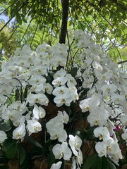 Sticker - Orchidées blanches du jardin aux orchidées de Singapour