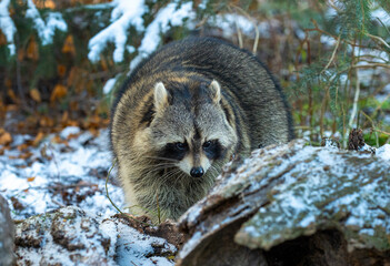 Raccoon on the lookout for food