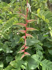 Canvas Print - Heliconia du jardin botanique de Singapour