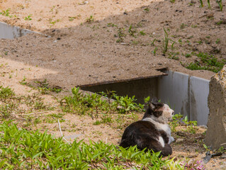 Black and white cat sitting in sun