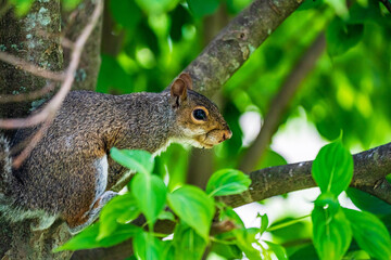 Wall Mural - squirrel on a tree