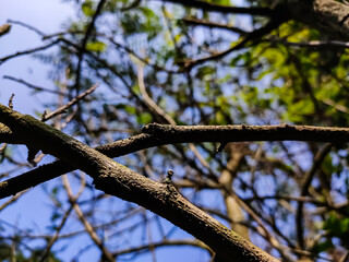 this the dry trees branch close-up shot in the morning.