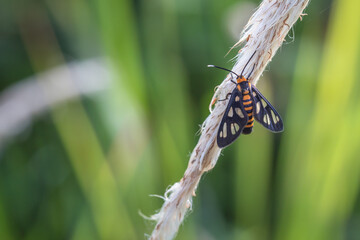 Sticker - Beauty Image of Wasp Moth sleeping on a Grass Plant in the early morning