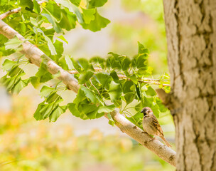 Sparrow perched in tree