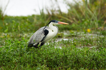 Hike through the reeds and pastures of a black heron