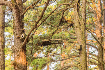 Two empty man made birdhouses in tree branches  