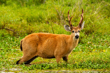 Male Of Marsh Deer -Blastocerus Dichotomus- In Ibera Wetland, Argentina