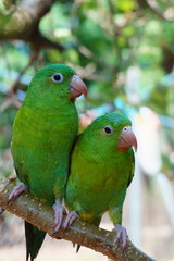 two green parakeets on a branch