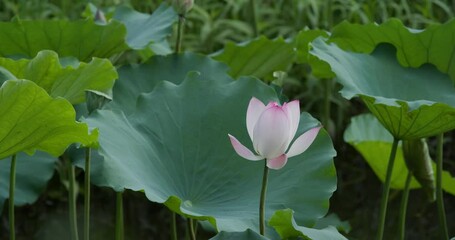 Canvas Print - Lotus flower plant in water pond