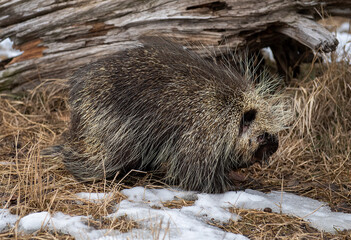 Sticker - Porcupine during early Springtime