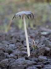 A Decaying Pleated Ink Cap Mushroom (Parasola Picatilis) AKA Japanese Umbrella Toadstool . A Delicate Dirty White Or Pale Grey Brown Species That Lasts Less Than A Day.